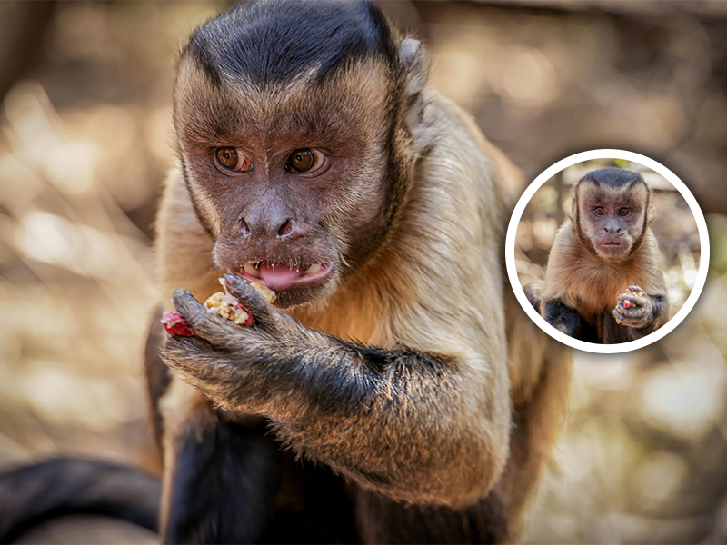 Capuchin Monkeys Wash Their Food for a Surprising Reason