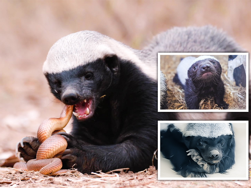 Honey badger standing alert in the wild, known as the world’s most fearless animal