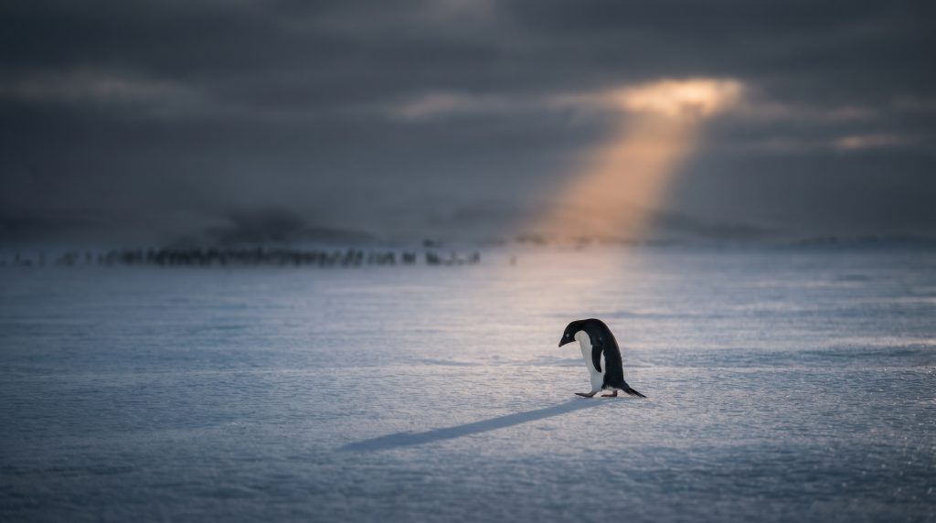 Lone Adélie penguin walking alone on vast Antarctic ice under dark stormy sky, melancholy and isolated mood, cinematic wildlife photography